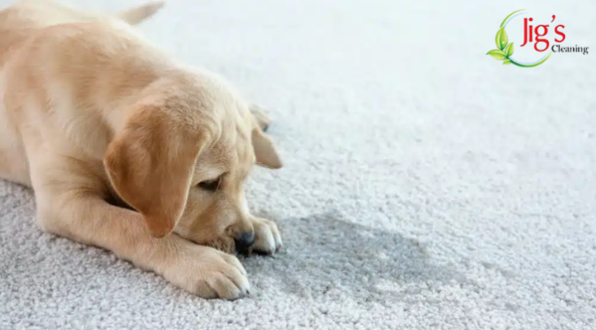 How Professional Carpet Cleaners Clean Carpet on Stairs?